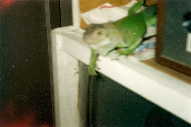 scan0006